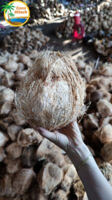 新鮮なココナッツ‐ココハイテック